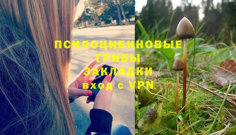 Галлюциногенные грибы Psilocybine cubensis  где можно купить   Калтан 